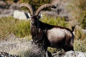 Subasta de machos de cabra de Gredos recauda 290.000 € con un macho por 5.048 €